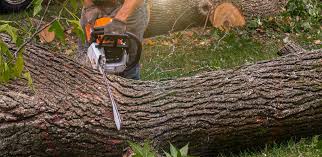 Trusted Colchester, IL Tree Services Experts