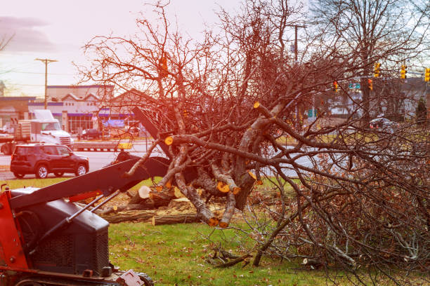 How Our Tree Care Process Works  in  Colchester, IL