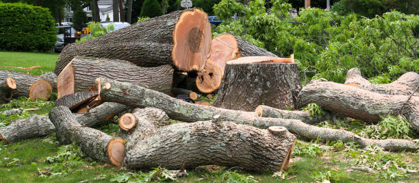  Colchester, IL Tree Services Pros